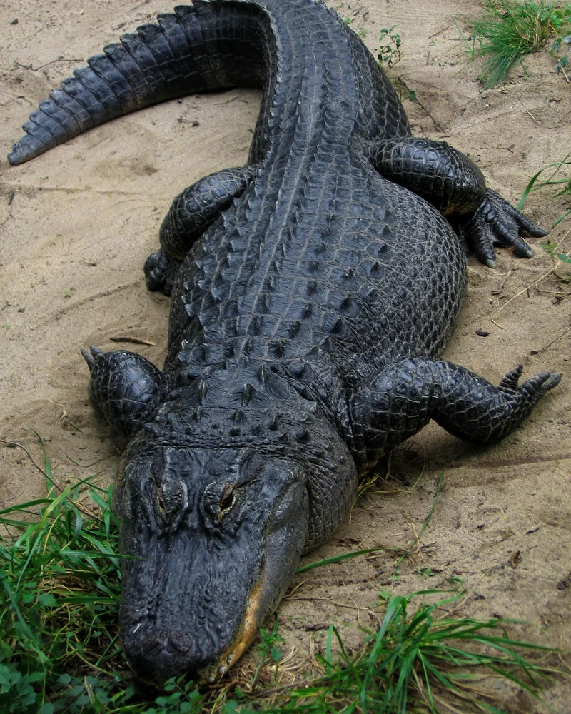 Alligator