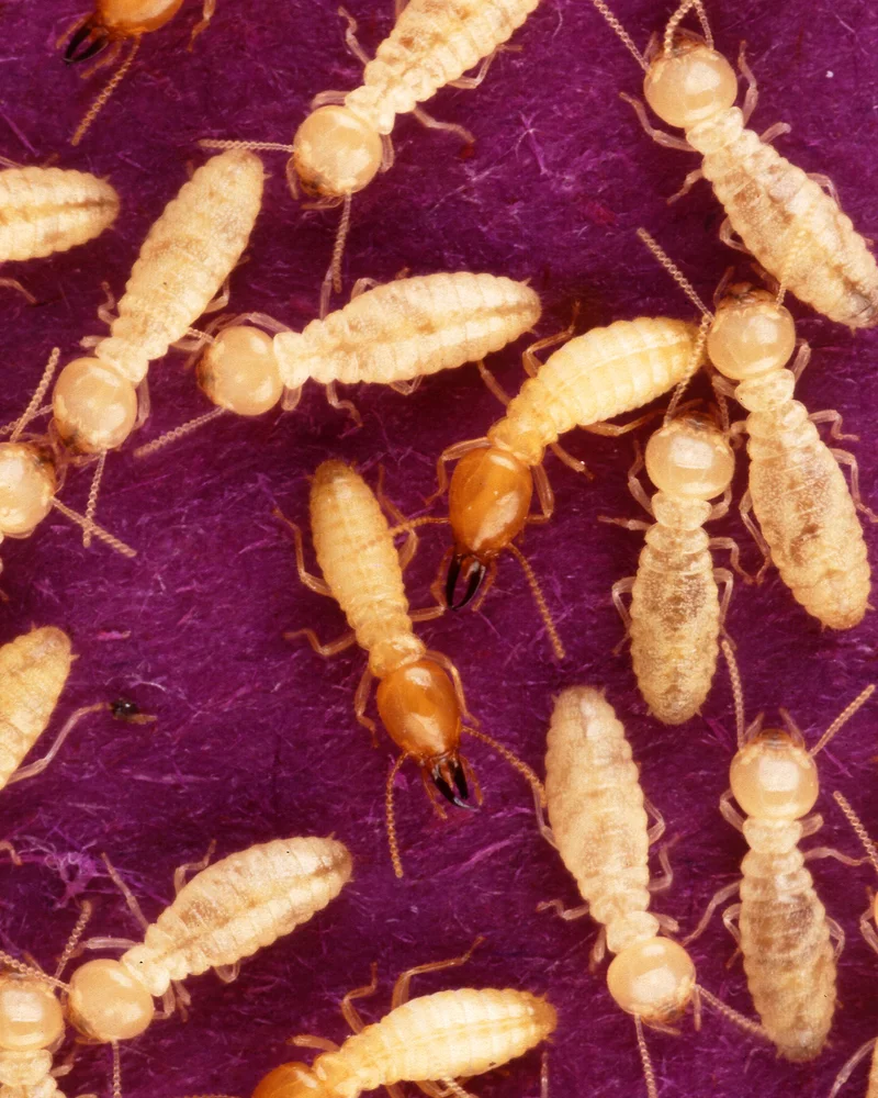 Termite