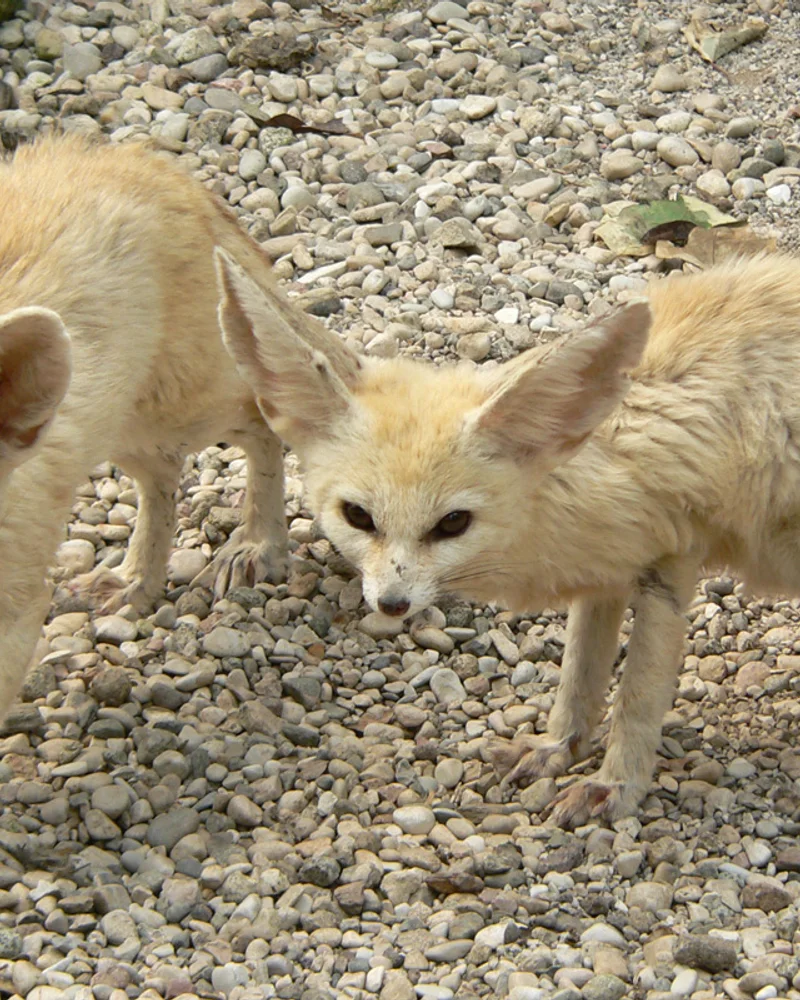 Fennec