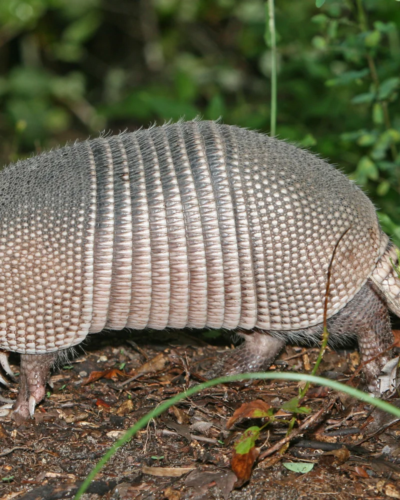 Armadillo