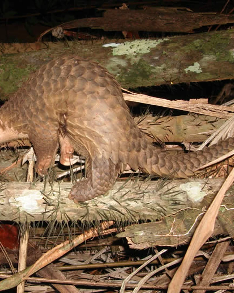 Pangolin