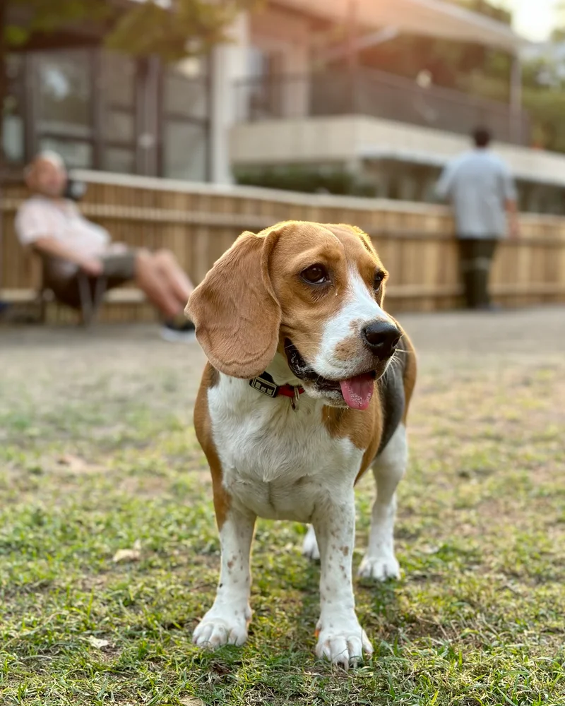 Beagle