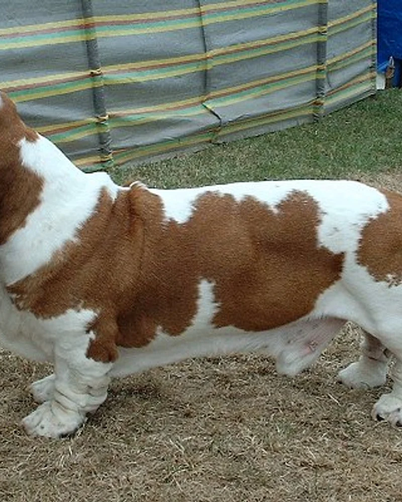 Basset