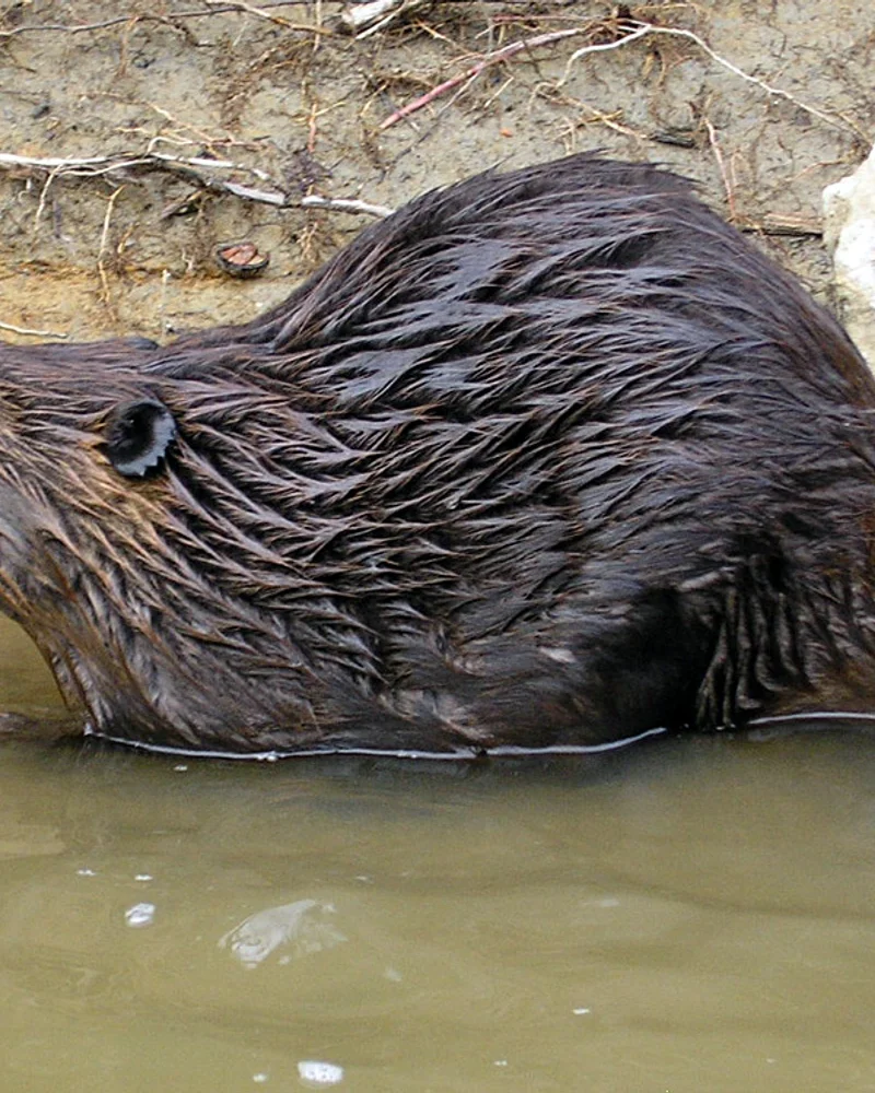 Beaver