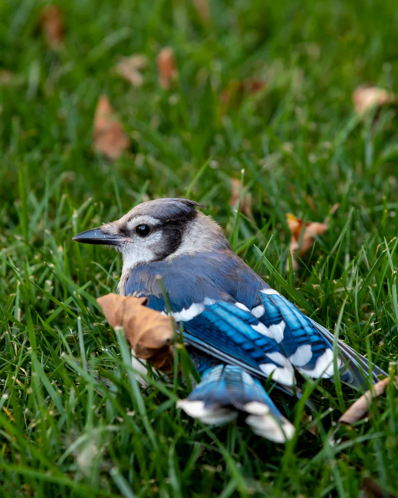Blue Jay