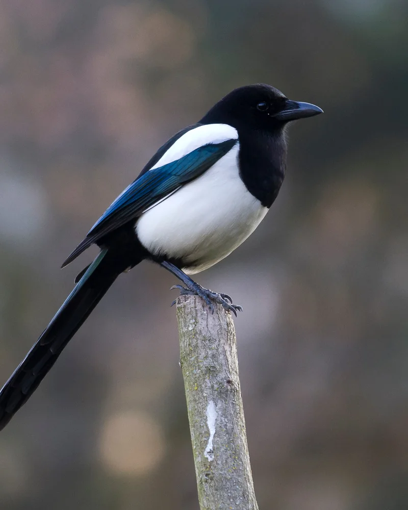 Magpie