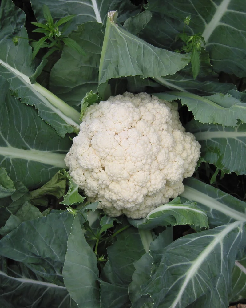 Cauliflower
