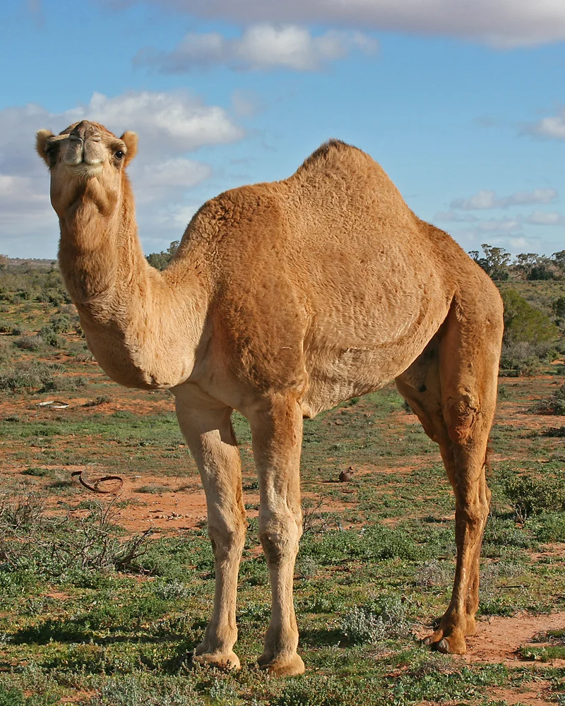 Dromedary