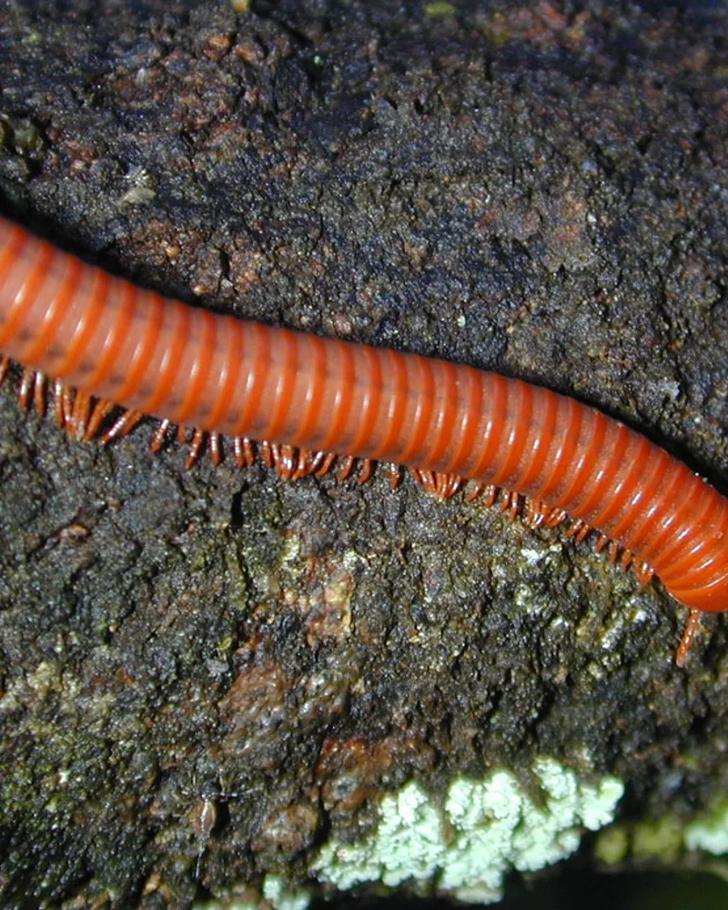 Millipede