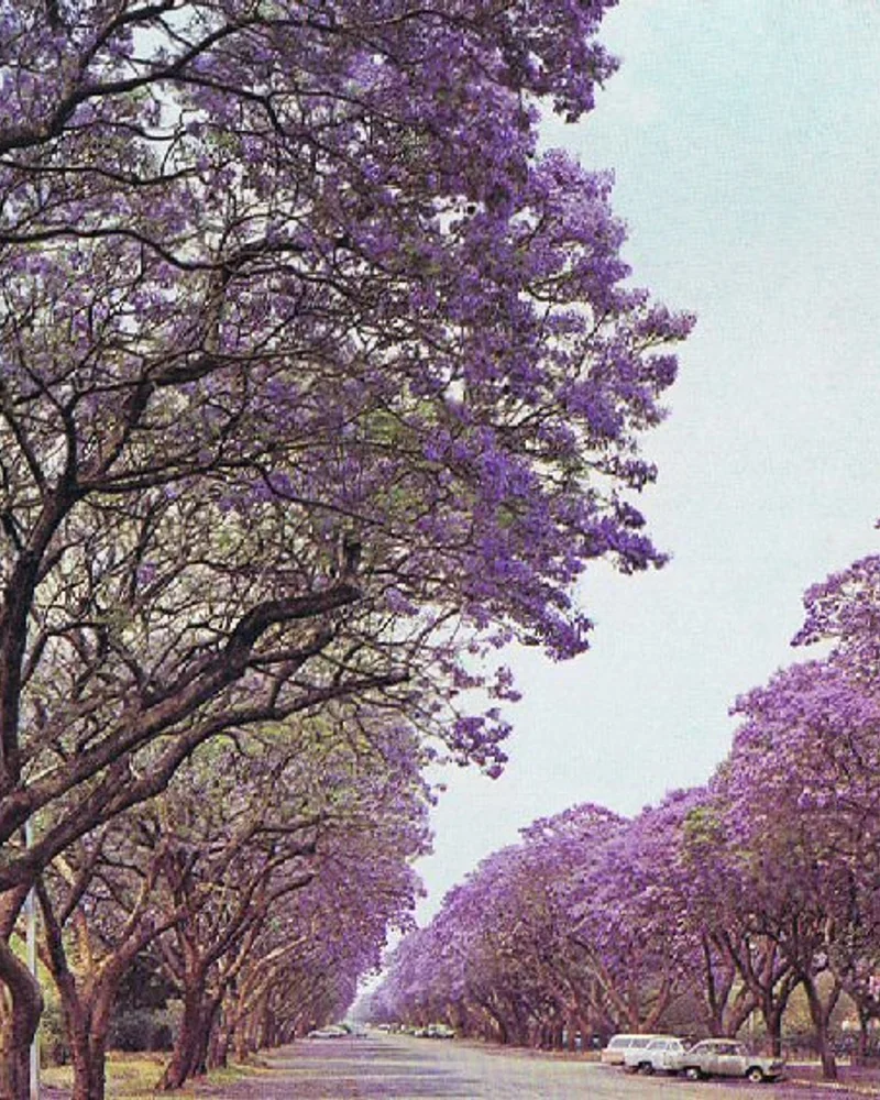 Jacaranda
