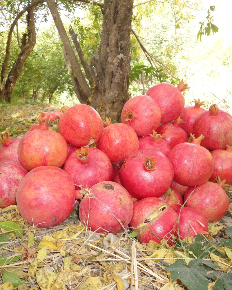 Pomegranate