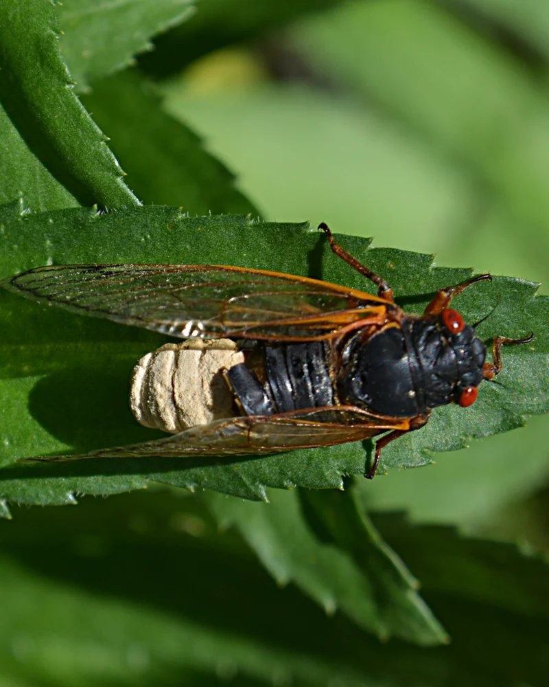 Cicada