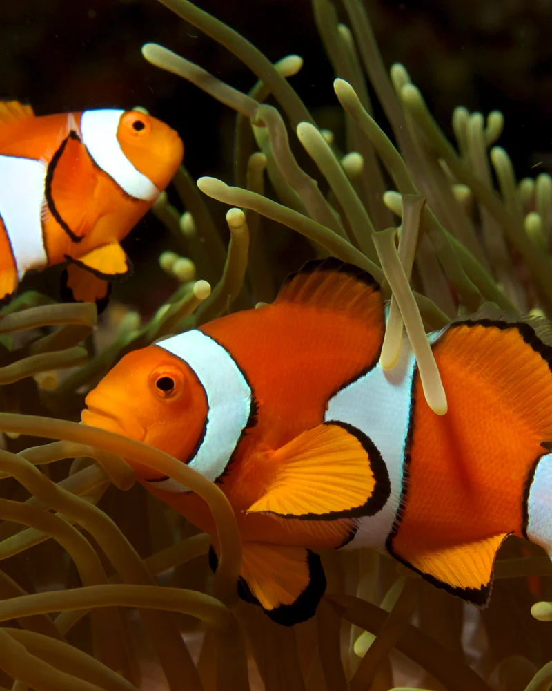 Clownfish