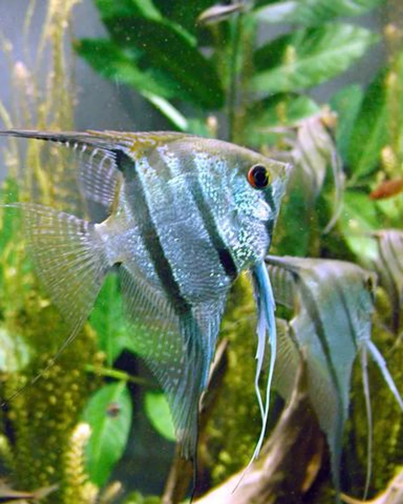 Angelfish