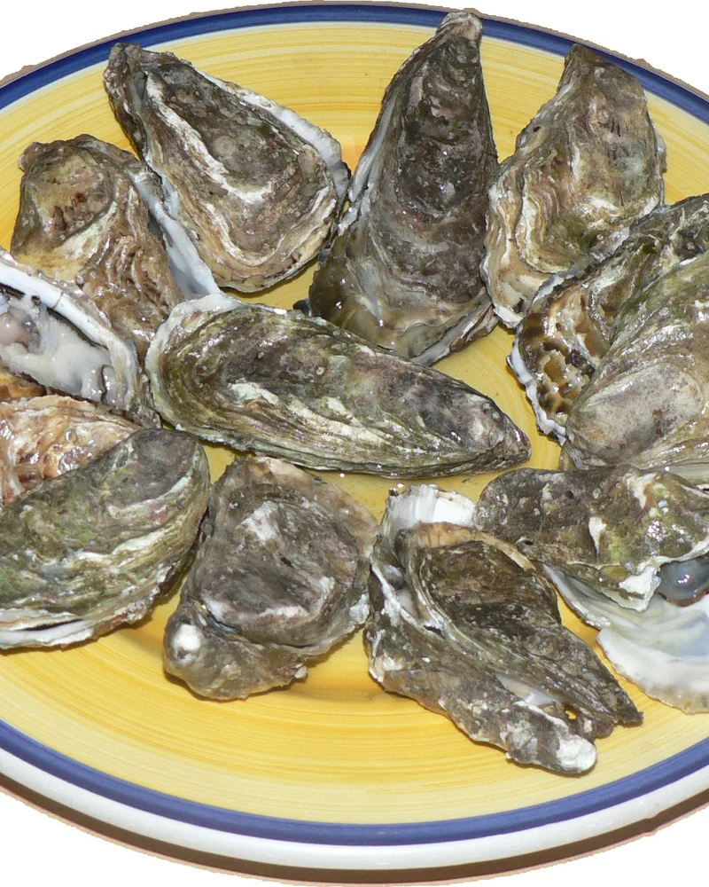 Oyster