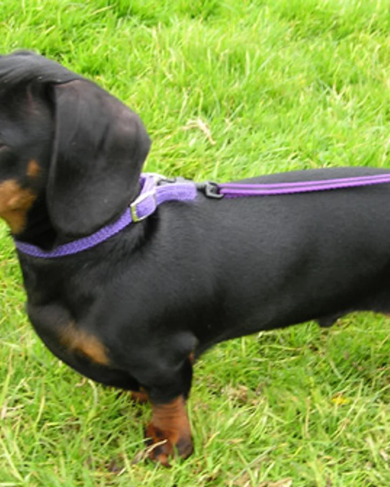 Dachshund
