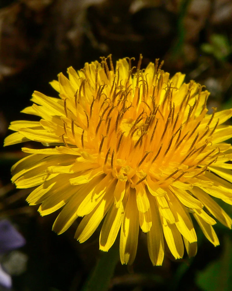 Dandelion