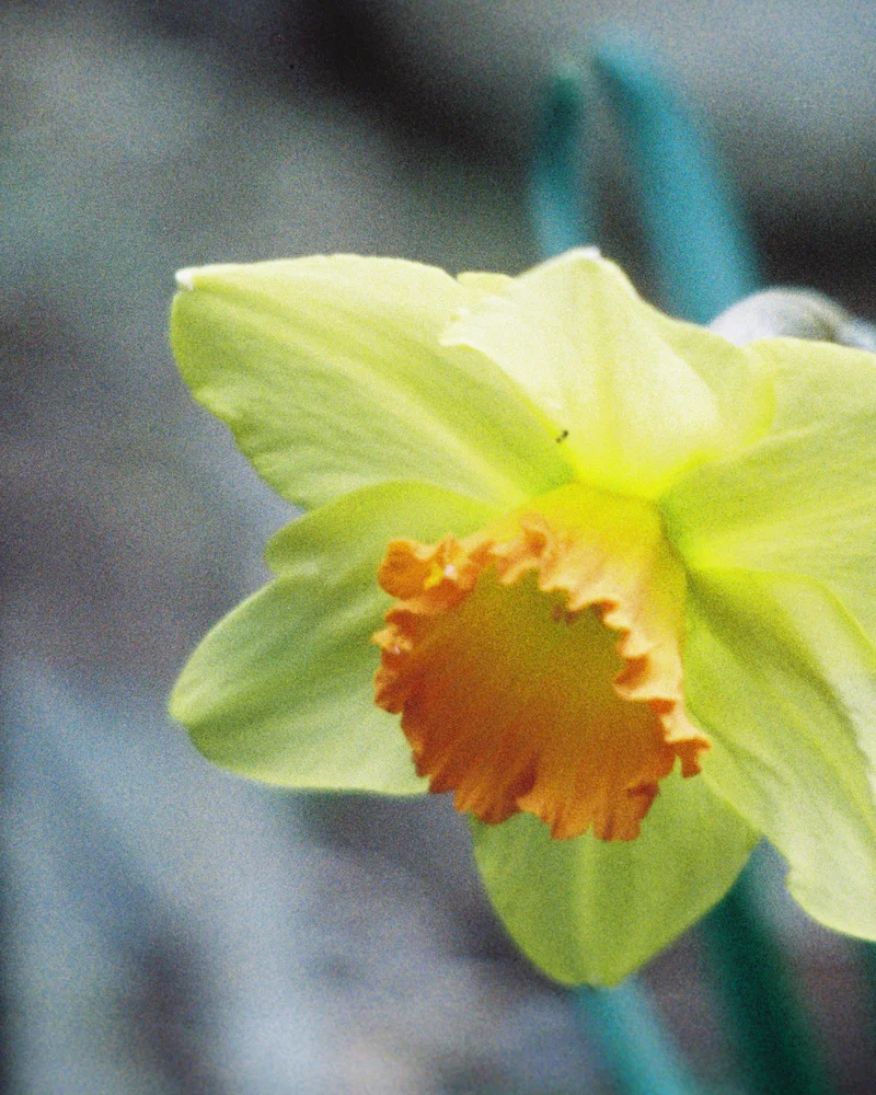 Daffodil