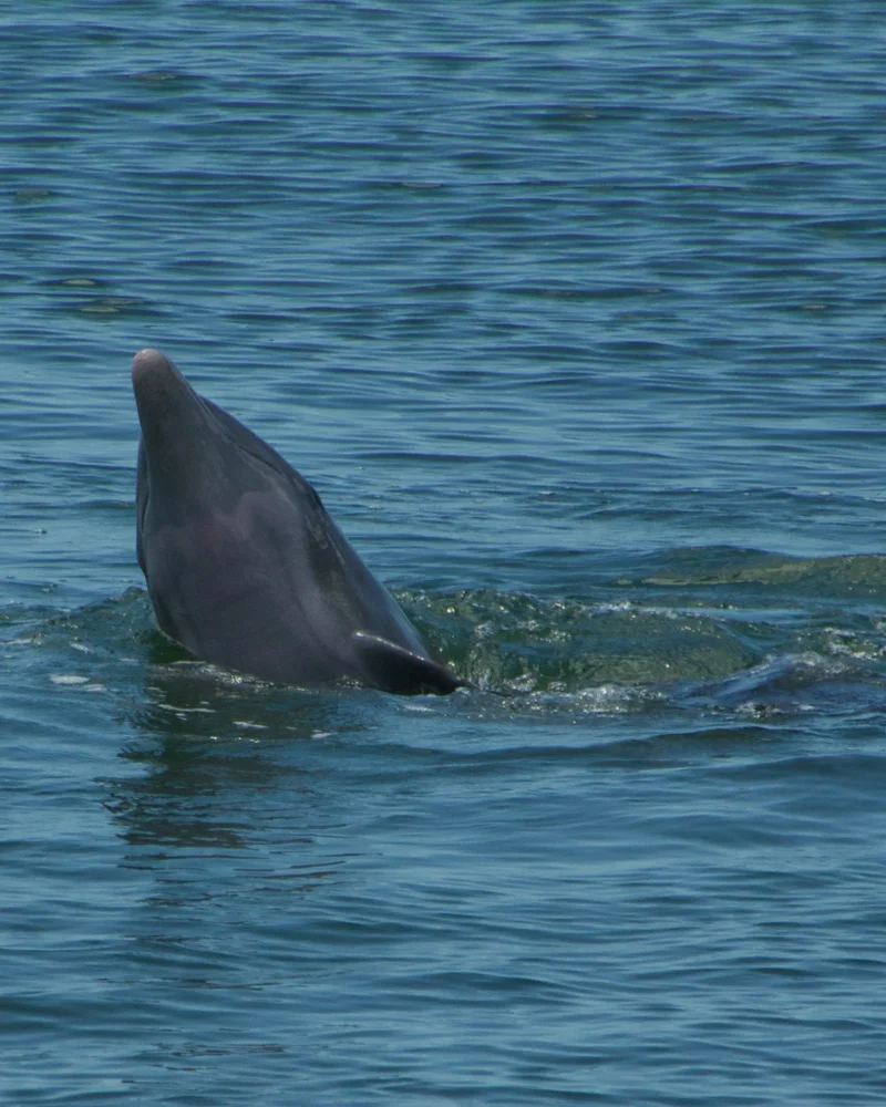 Dolphin