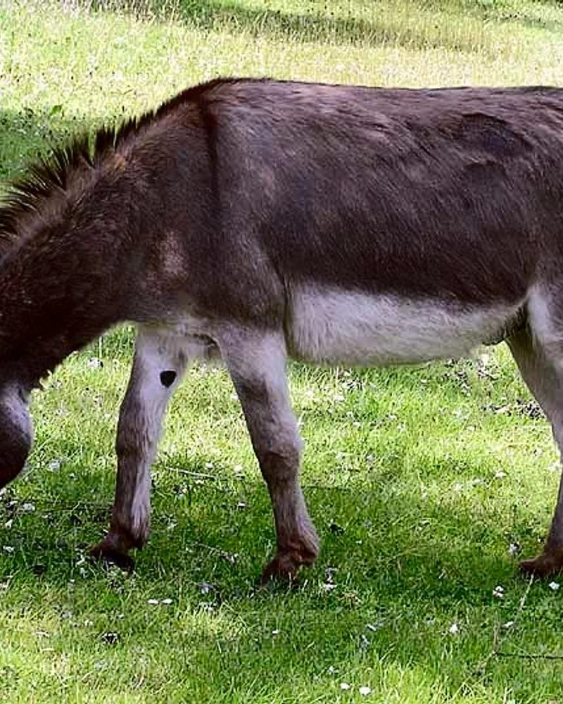 Donkey