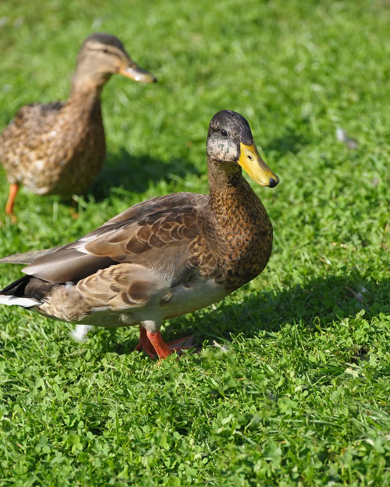 Duck