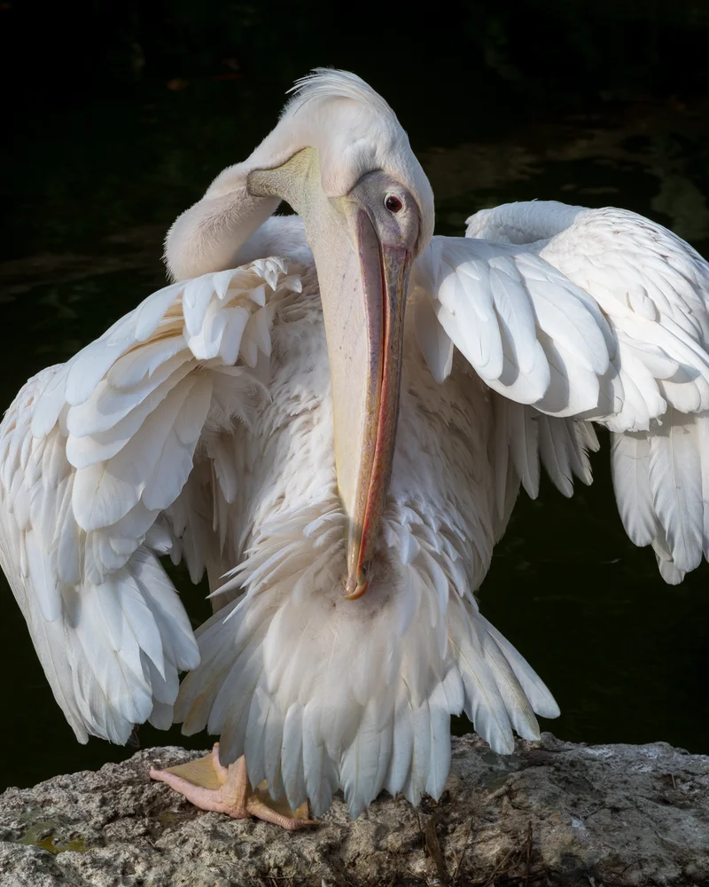 Pelican