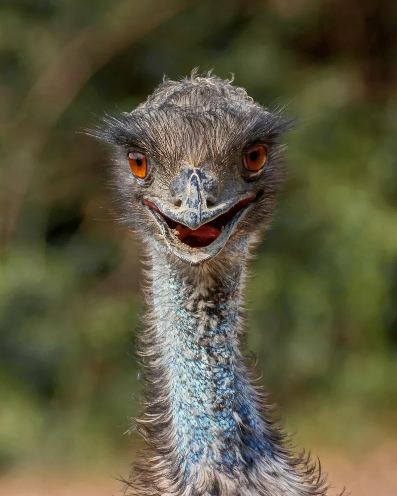 Emu