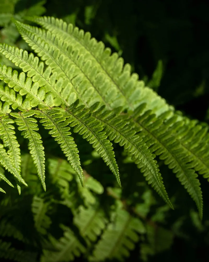 Fern