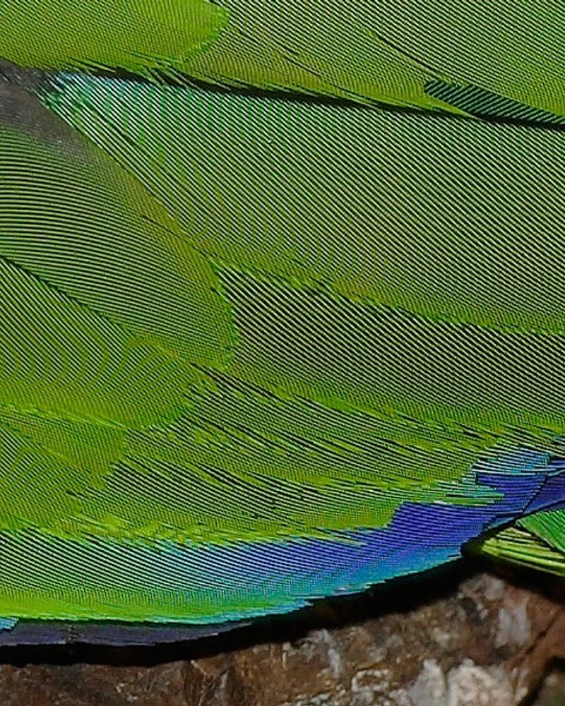 Feather