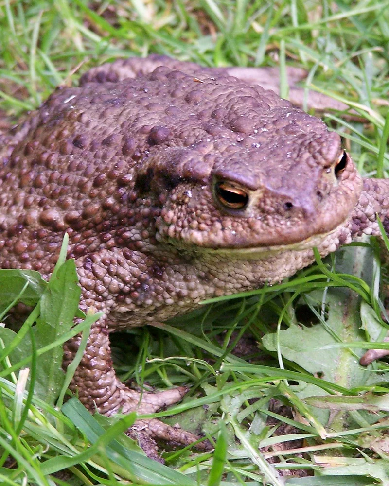 Toad