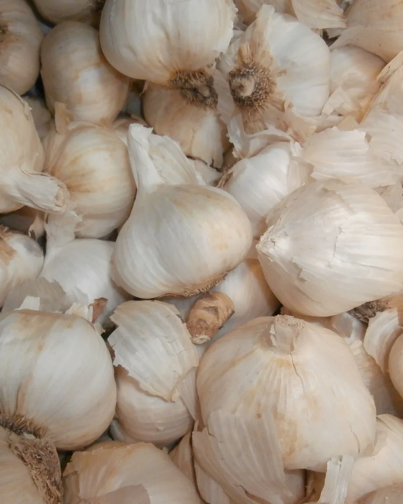 Garlic