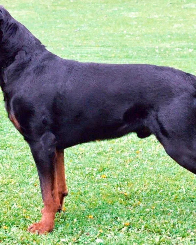 Rottweiler