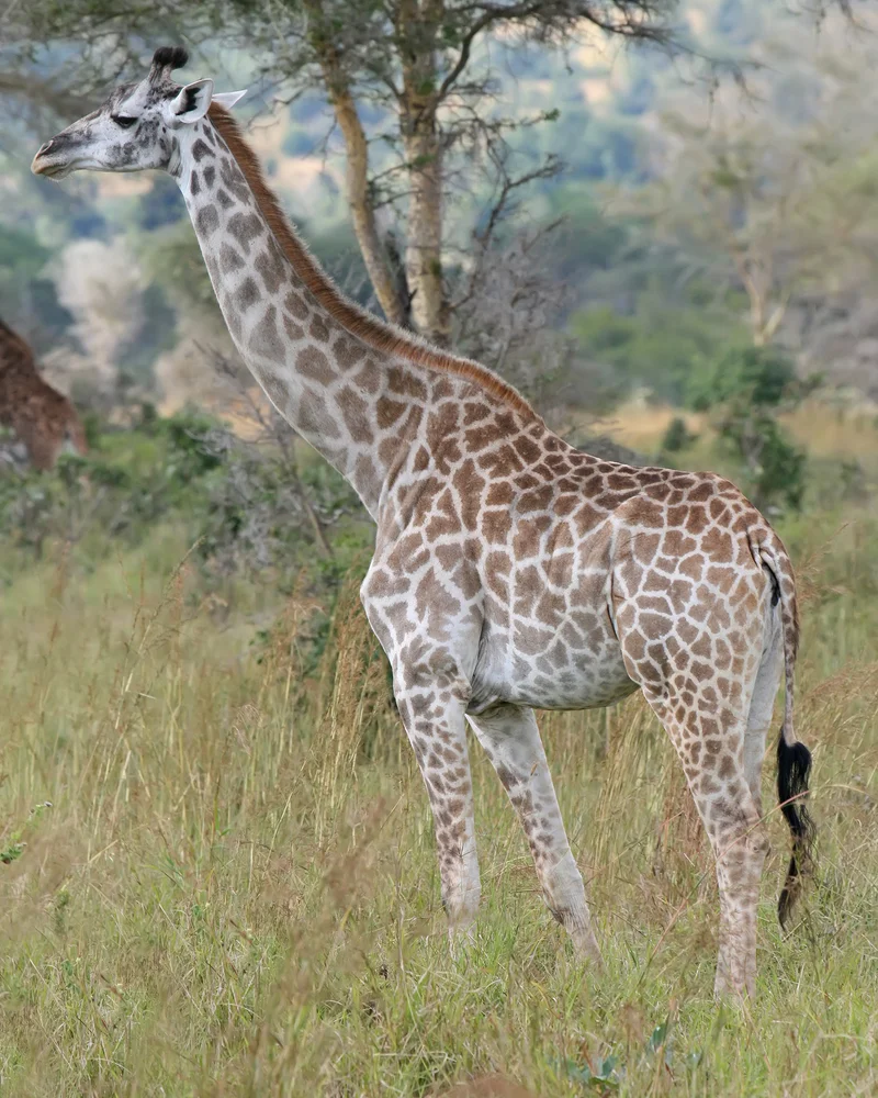 Giraffe