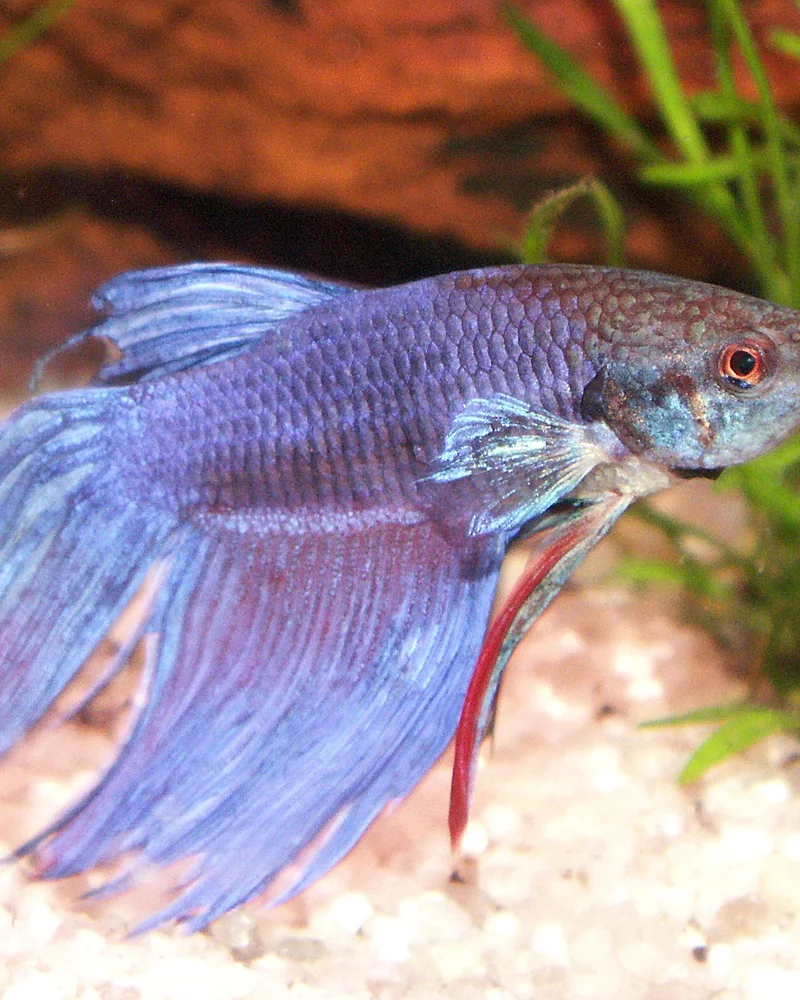 Betta