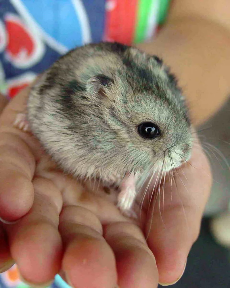 Hamster