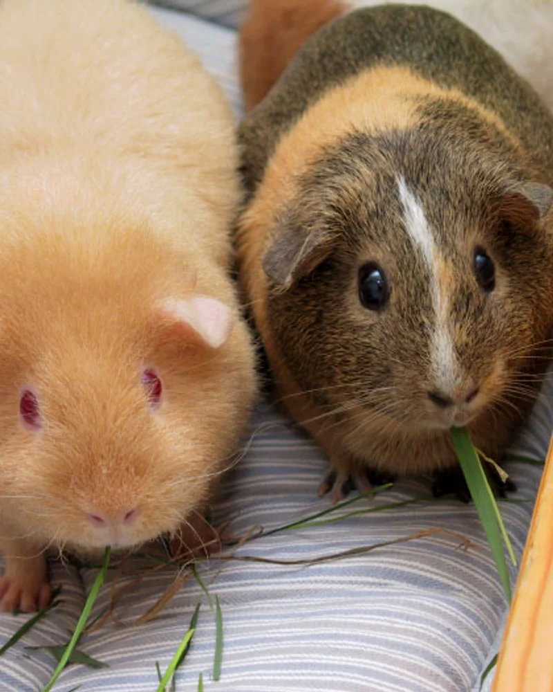 Guinea Pig