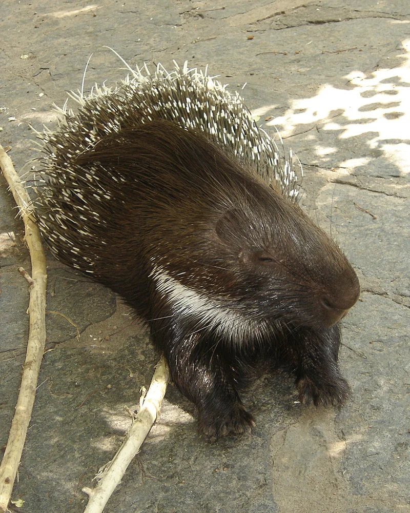 Porcupine