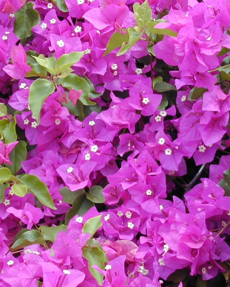 Bougainvillea