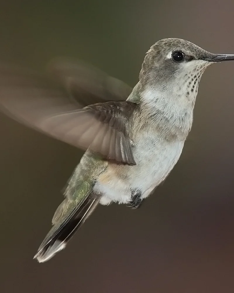 Hummingbird