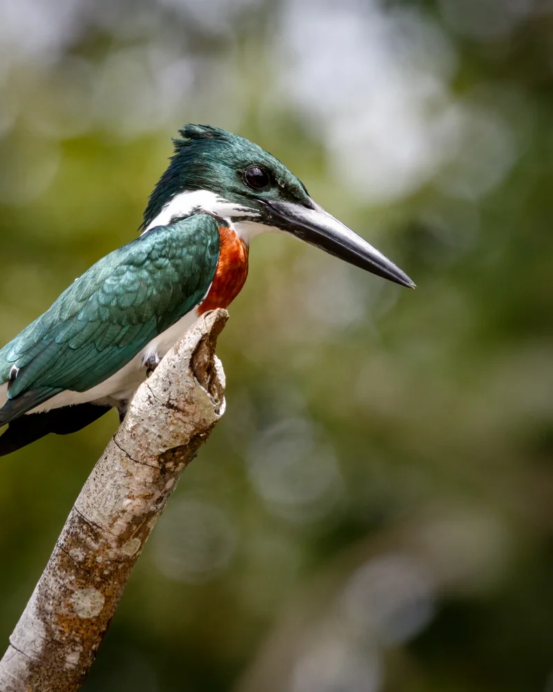 Kingfisher