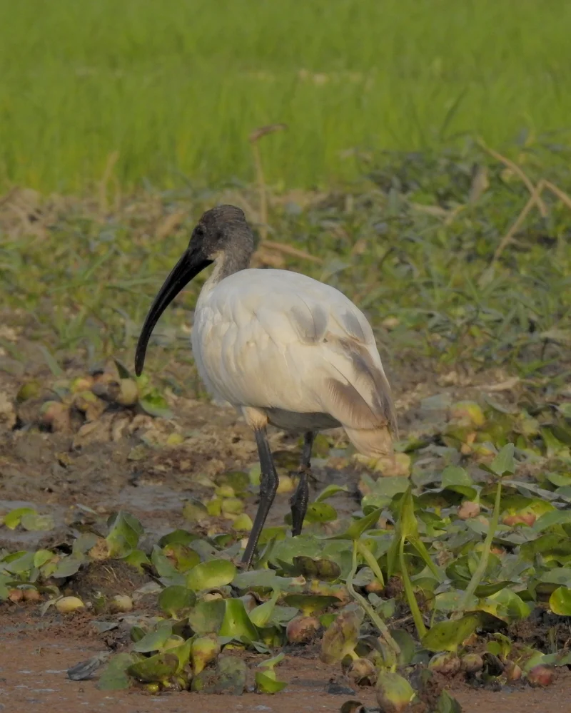 Ibis