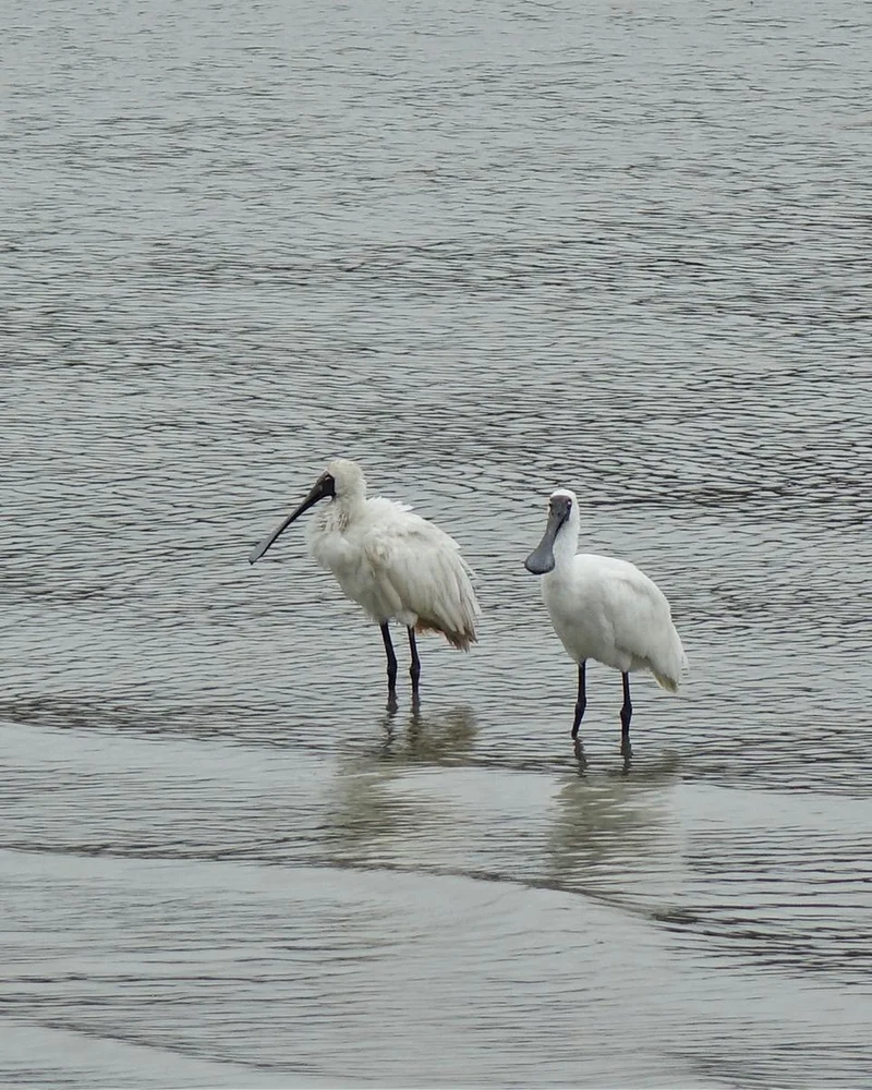 Spoonbill