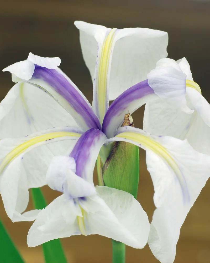 Iris