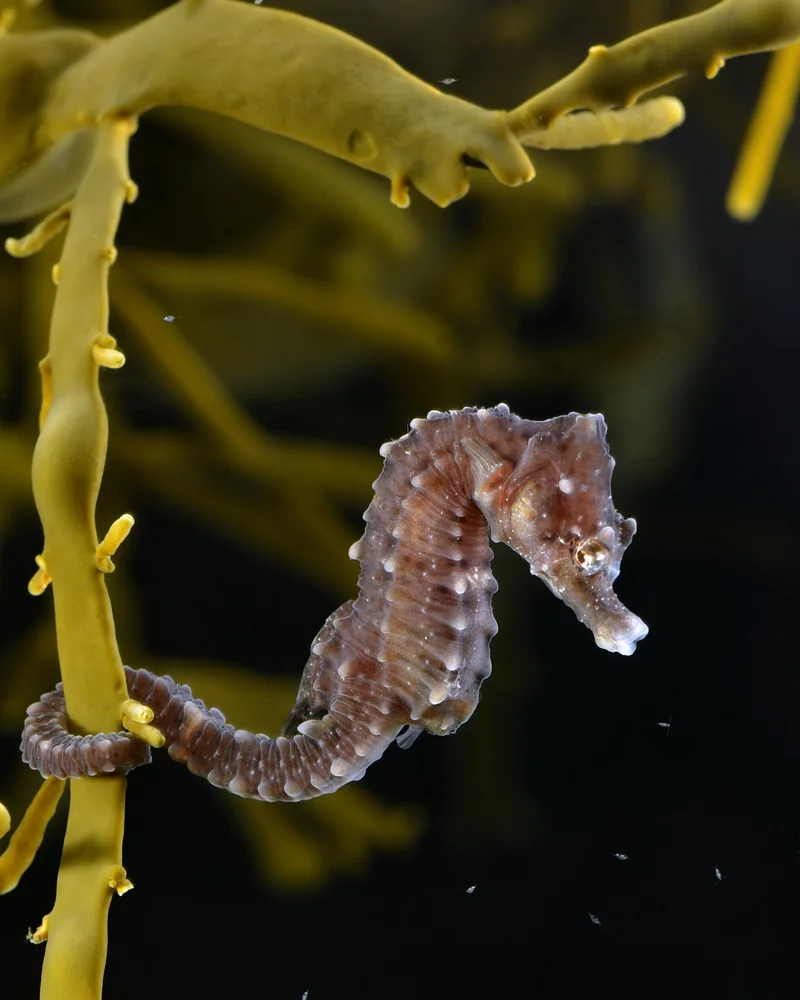 Seahorse