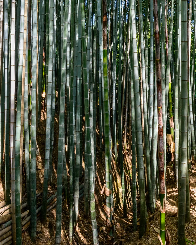 Bamboo