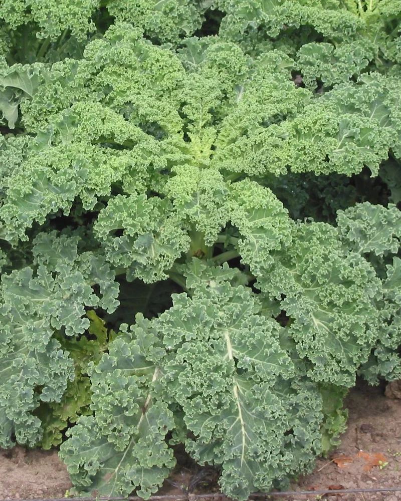 Kale