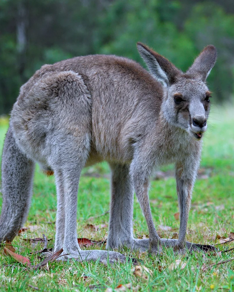 Kangaroo