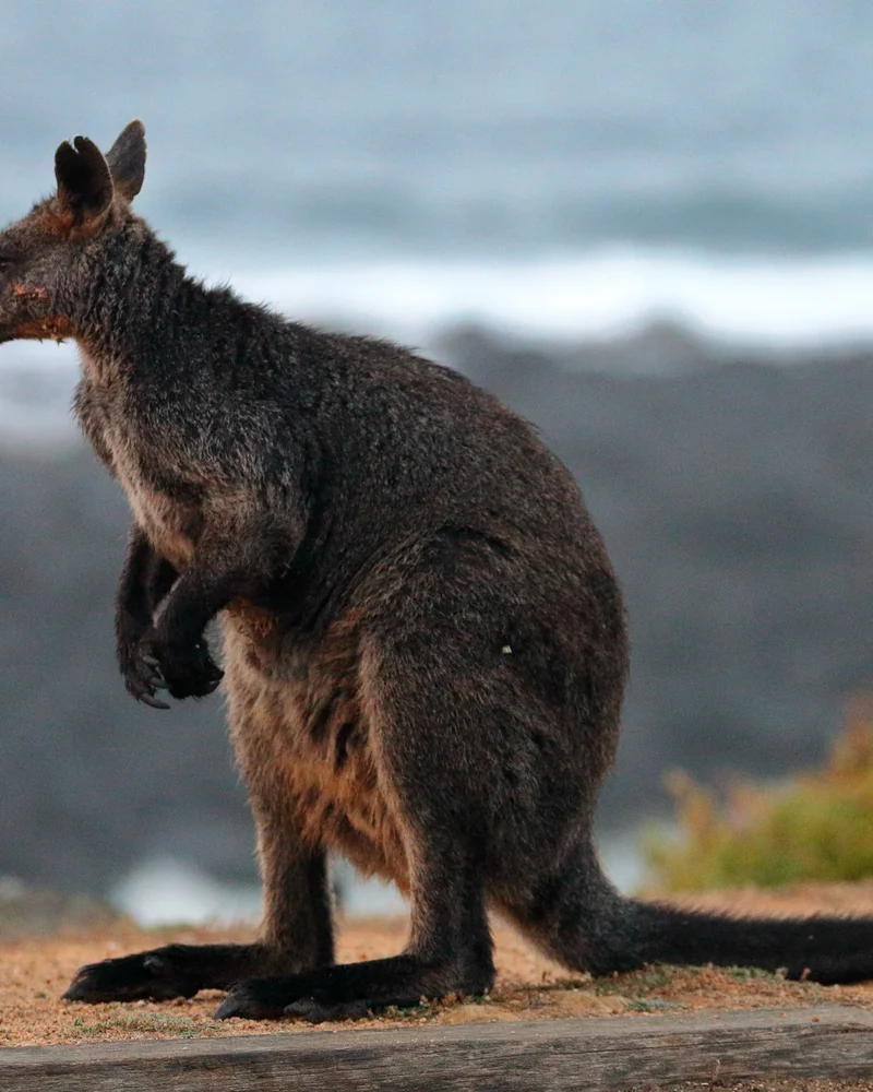 Wallaby
