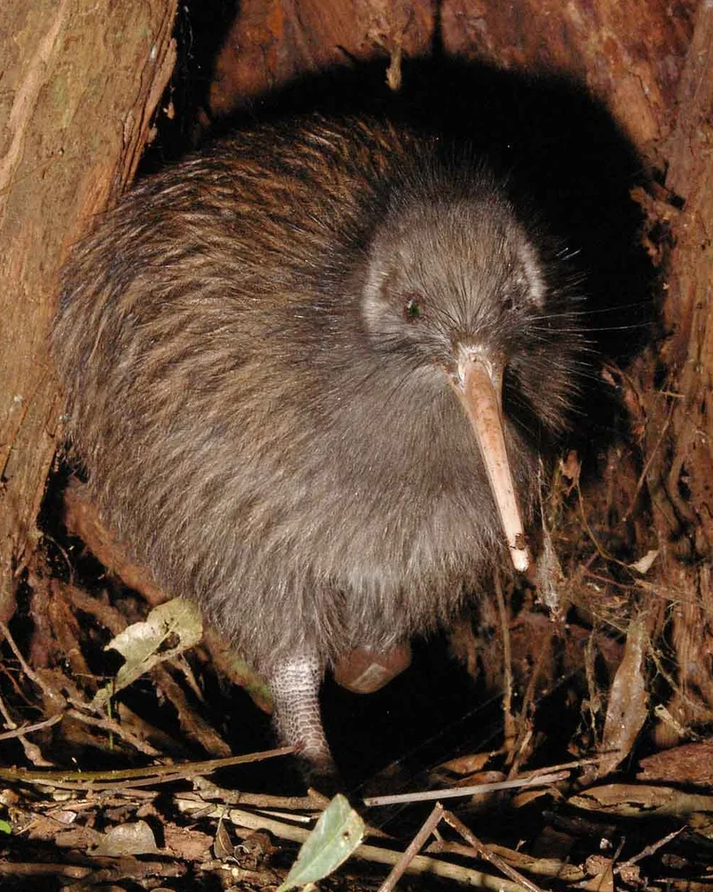 Kiwi