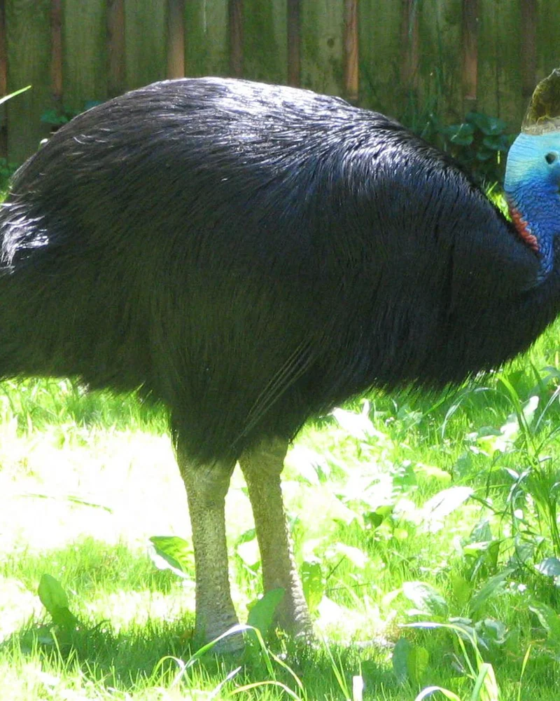 Cassowary